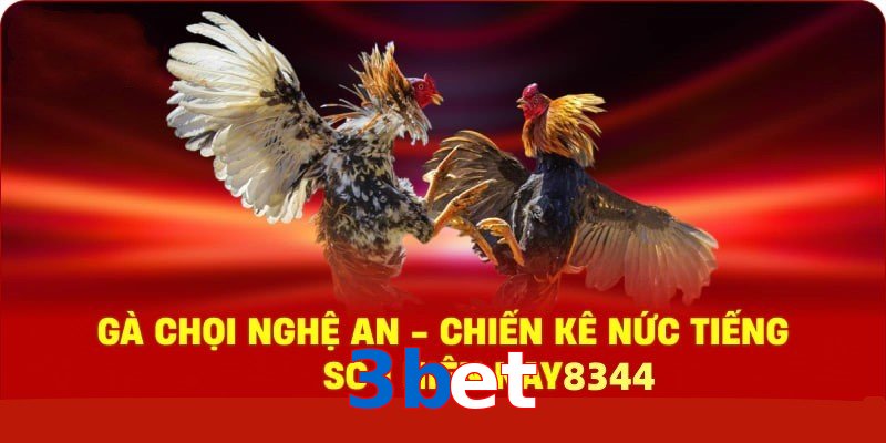 Gà Chọi Nghệ An – Chiến Kê Nức Tiếng Số 1 Hiện Nay